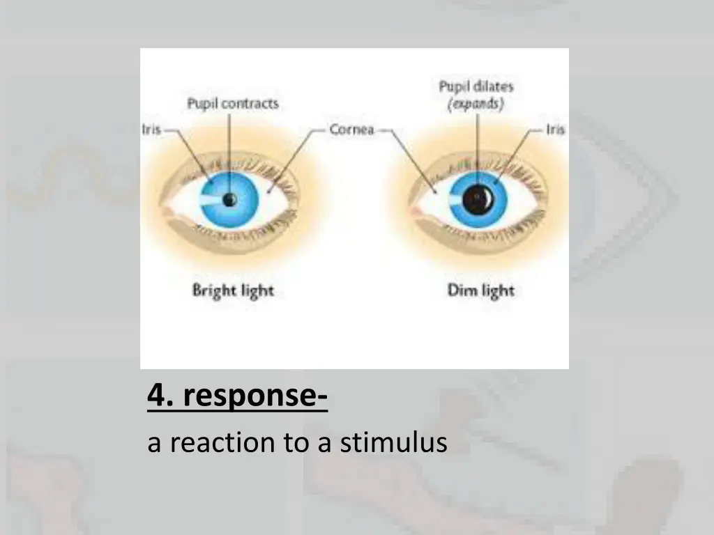 4 response a reaction to a stimulus