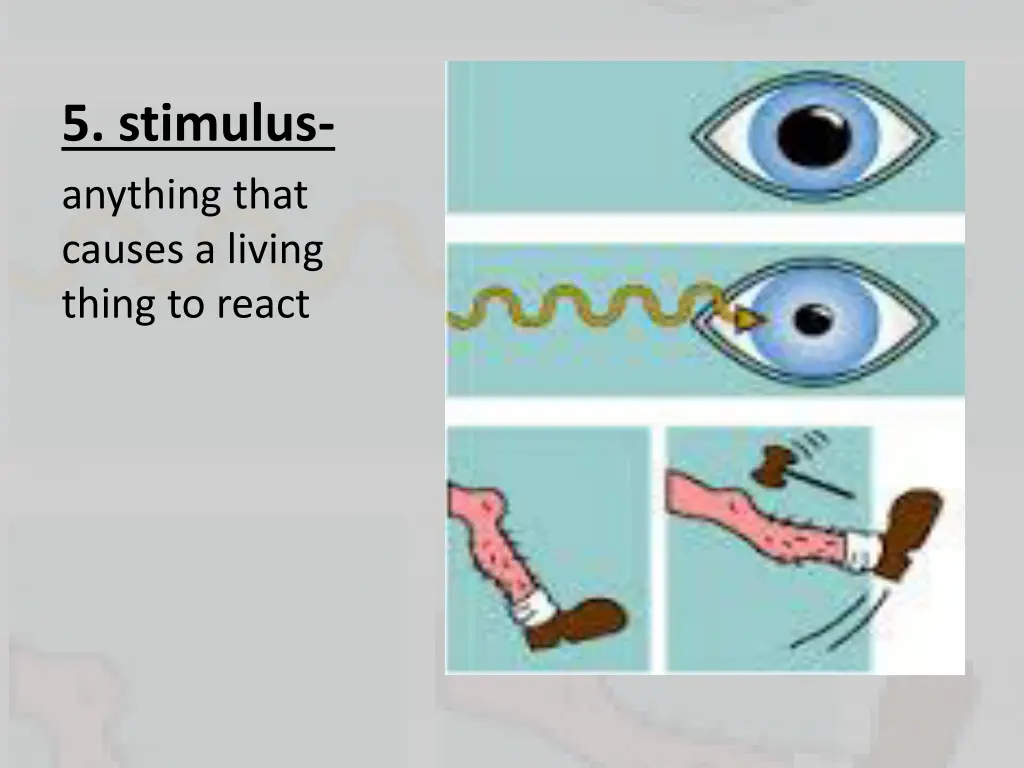 5 stimulus anything that causes a living thing