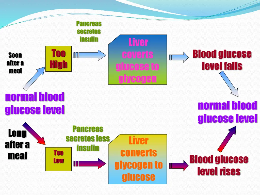 pancreas secretes insulin