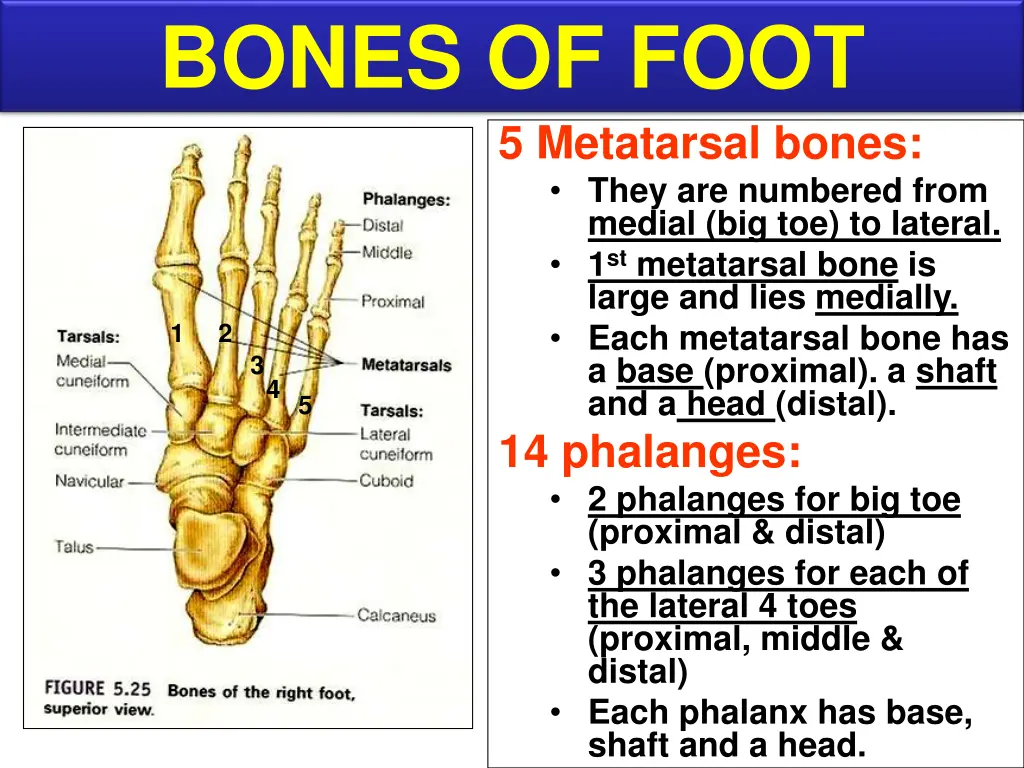 bones of foot 1