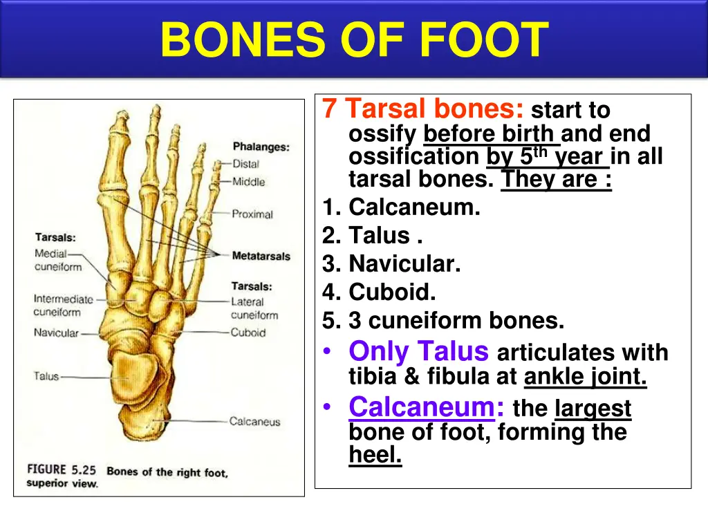 bones of foot