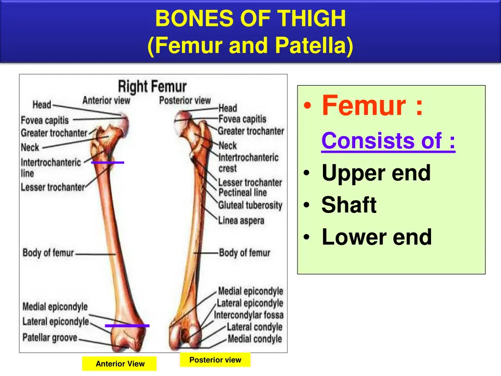 bones of thigh femur and patella 1