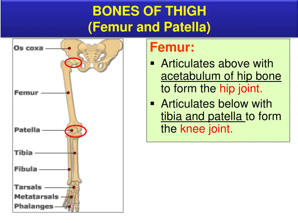 bones of thigh femur and patella