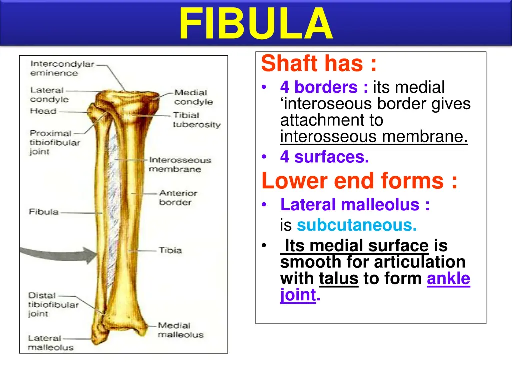 fibula 1