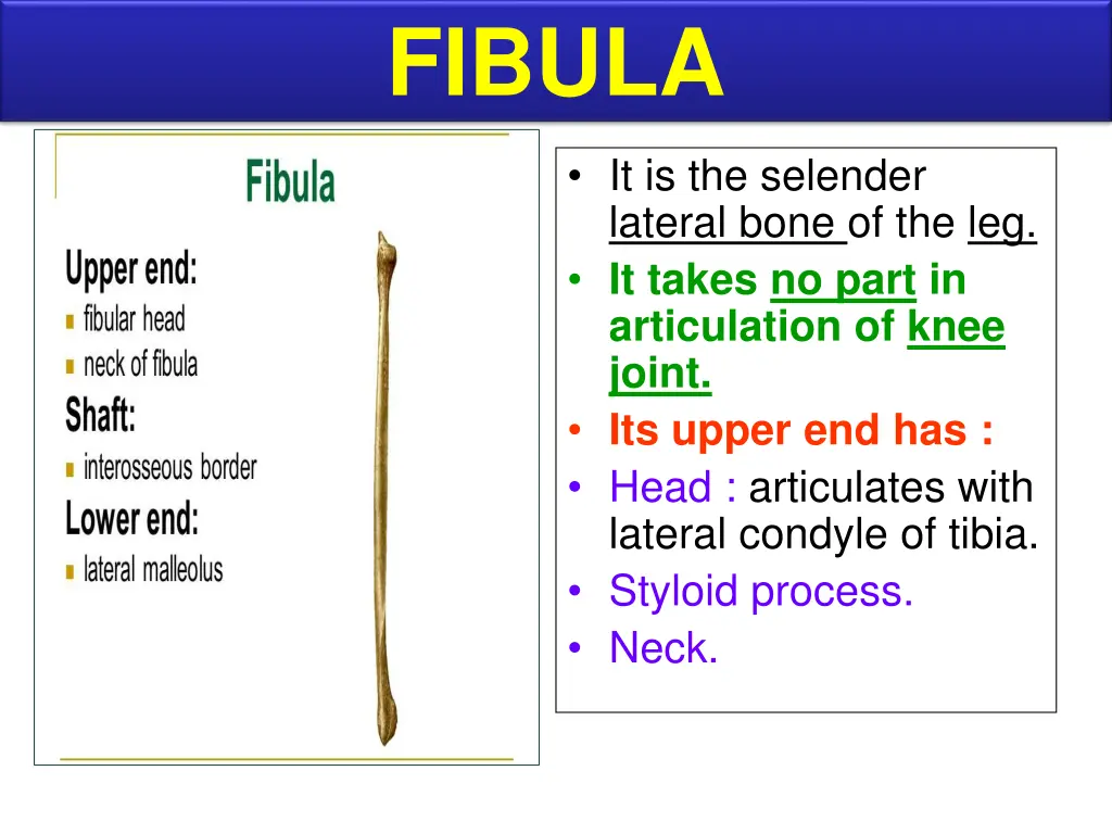 fibula