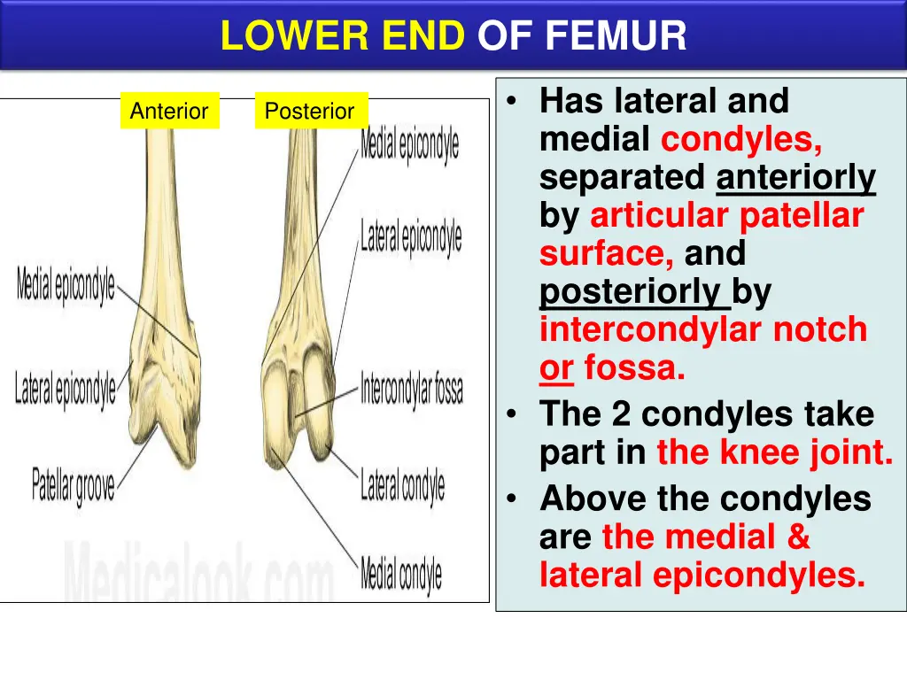 lower end of femur