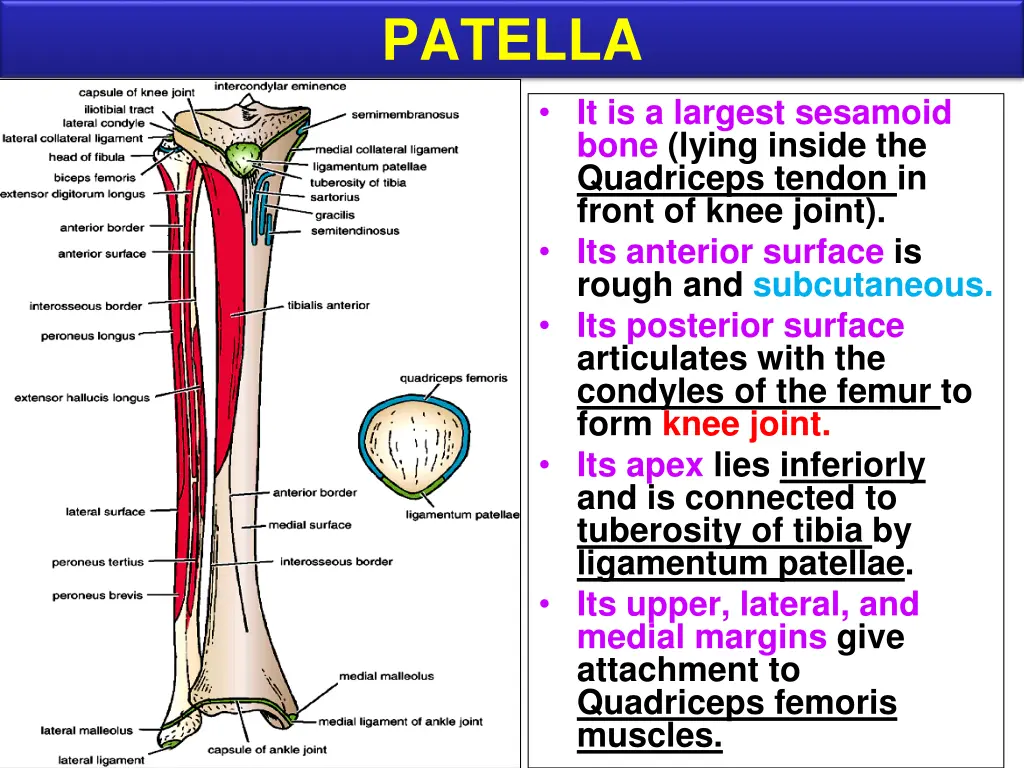 patella