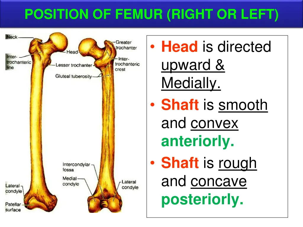 position of femur right or left