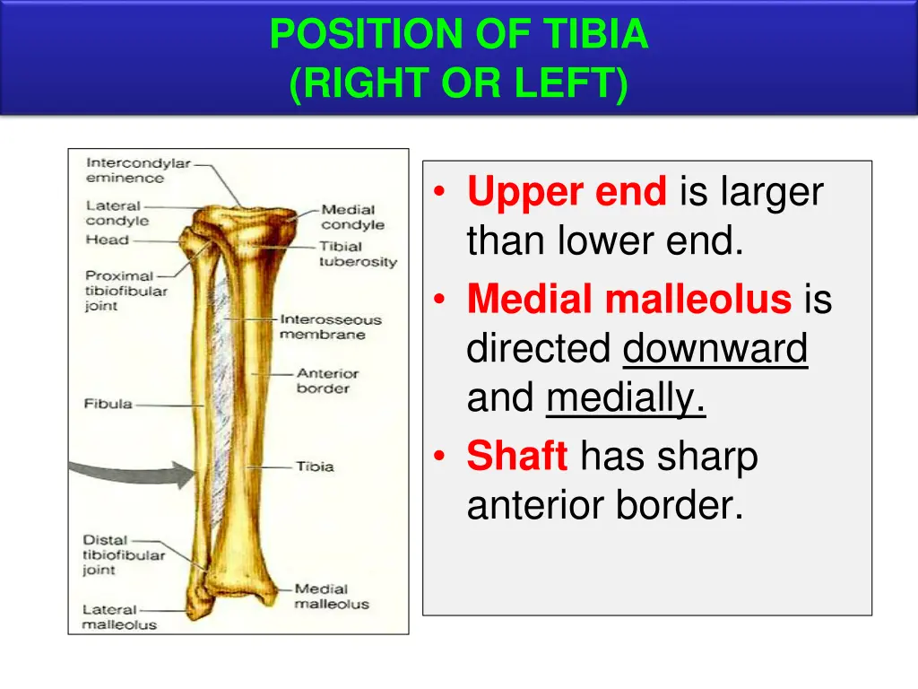 position of tibia right or left