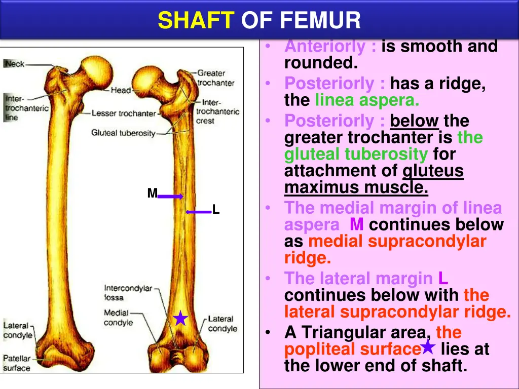 shaft of femur 1