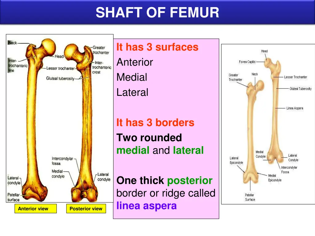 shaft of femur