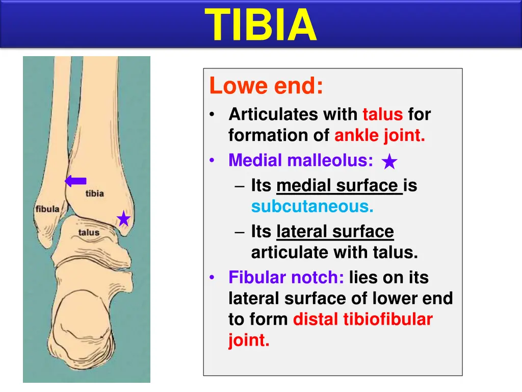 tibia 1