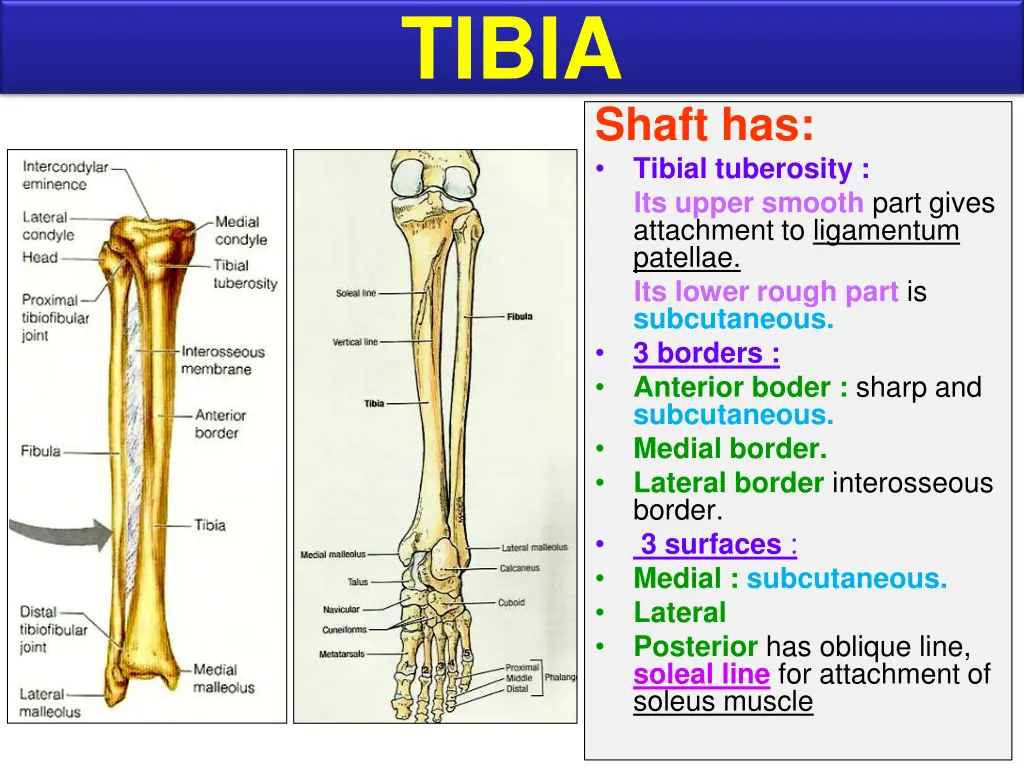 tibia