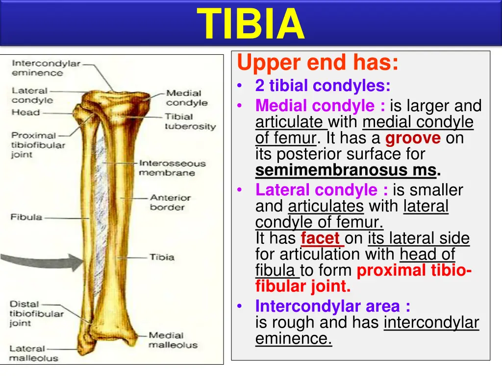 tibia upper end has 2 tibial condyles medial