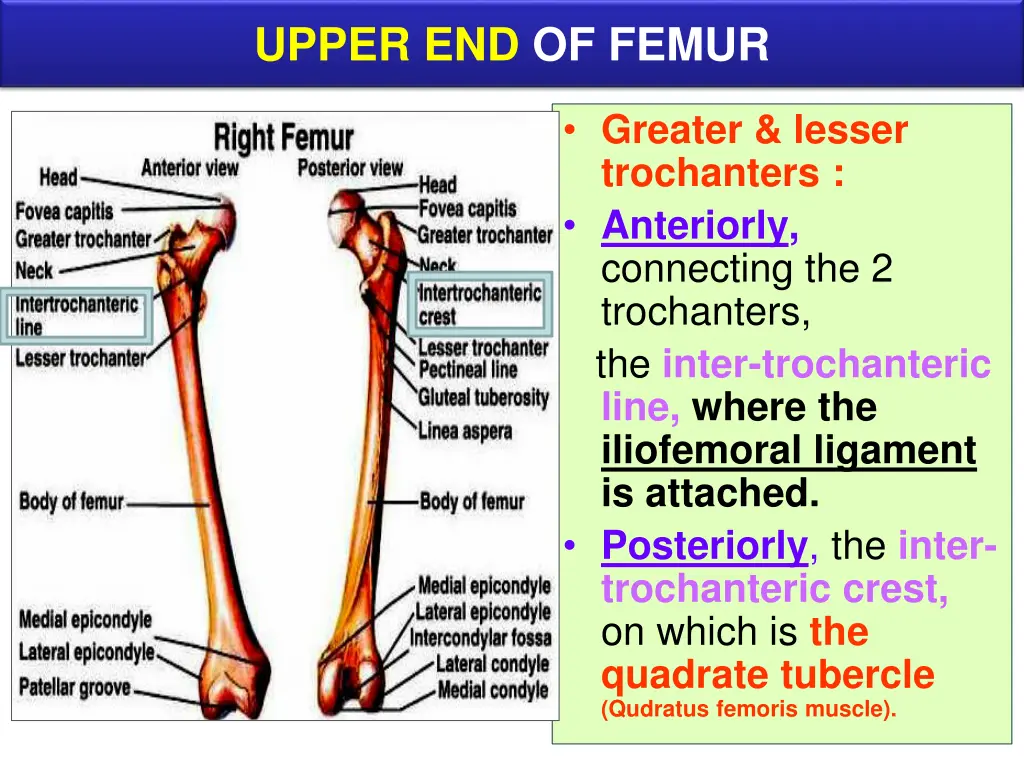 upper end of femur 1