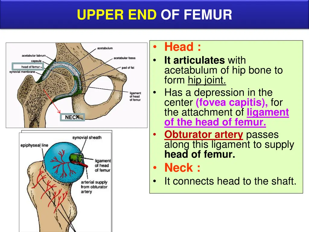 upper end of femur