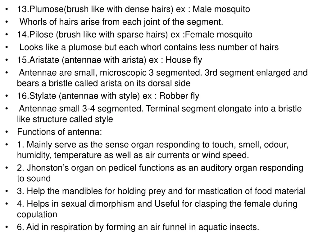 13 plumose brush like with dense hairs ex male