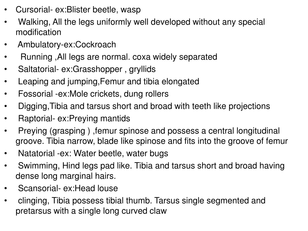 cursorial ex blister beetle wasp walking