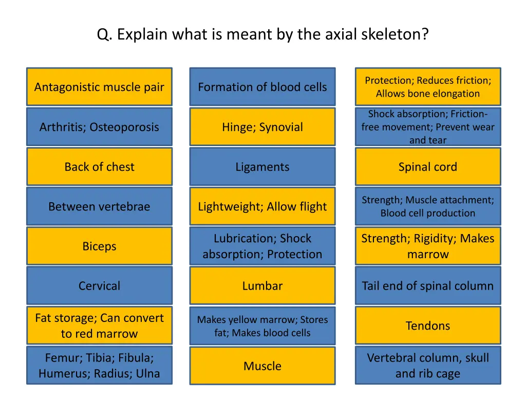 q explain what is meant by the axial skeleton