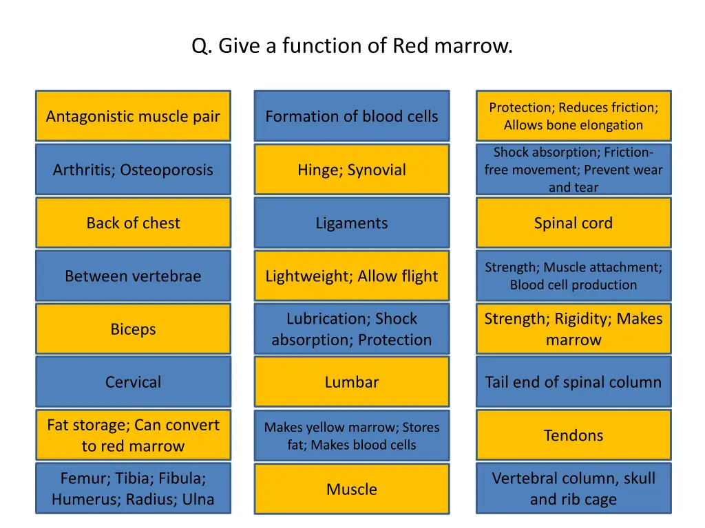 q give a function of red marrow