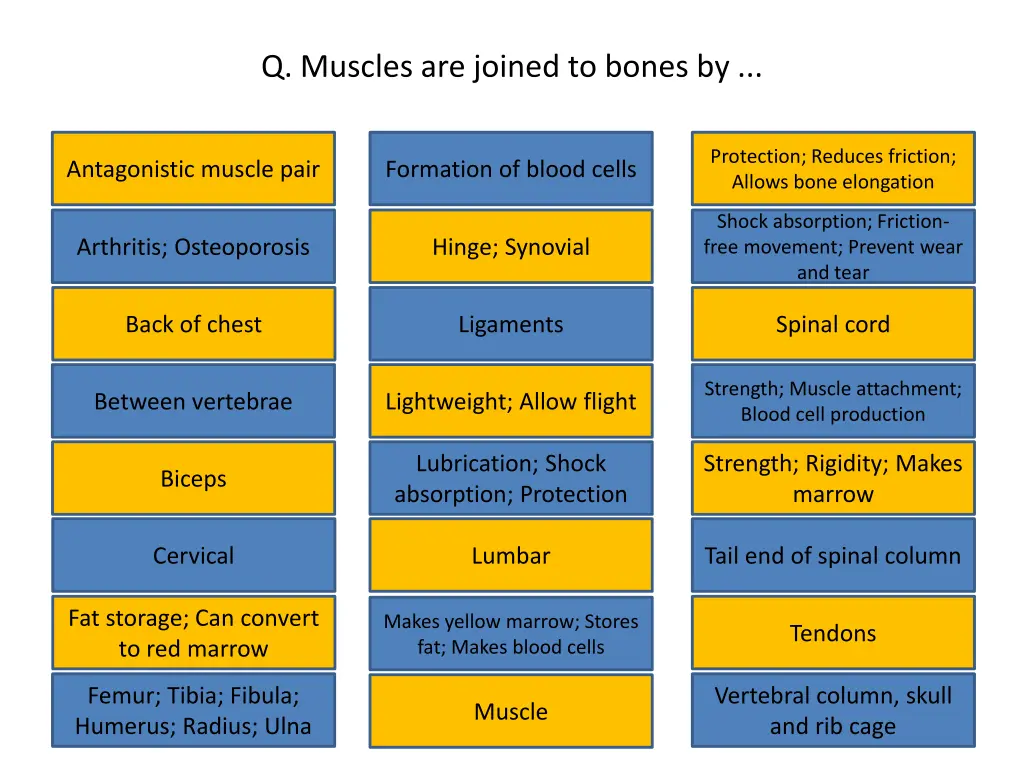 q muscles are joined to bones by