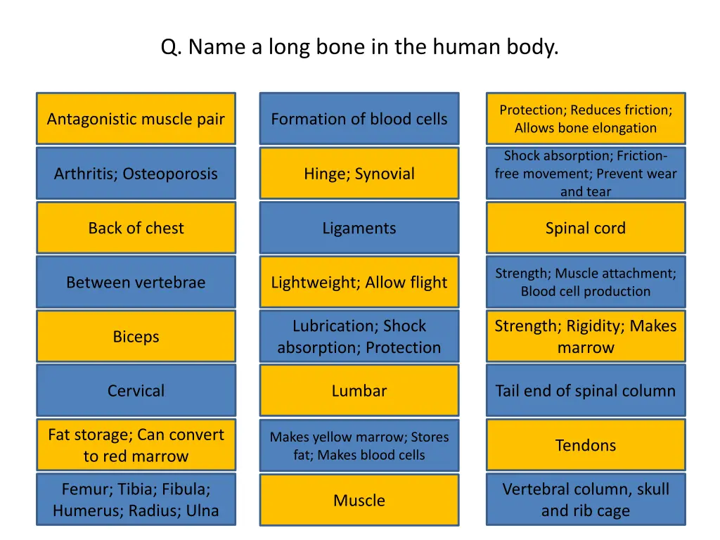 q name a long bone in the human body
