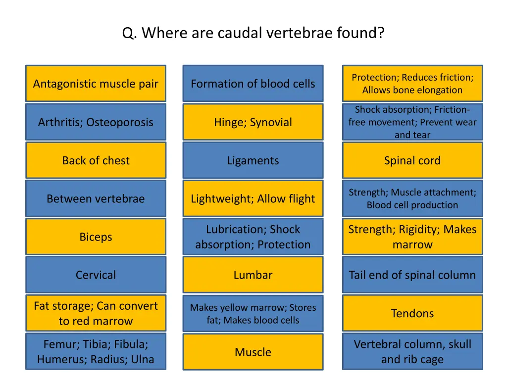 q where are caudal vertebrae found