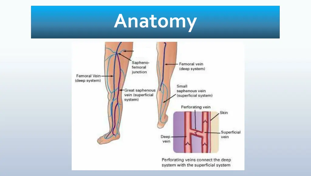 anatomy