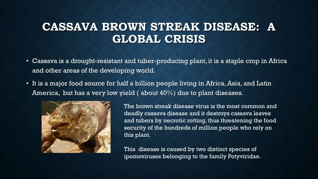 cassava brown streak disease a global crisis