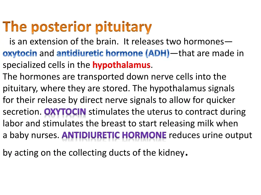 the posterior pituitary