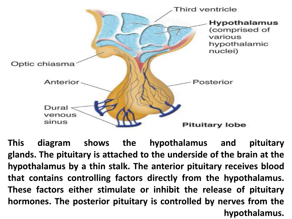 this glands the pituitary is attached