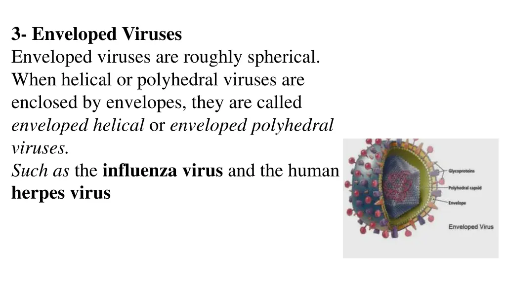 3 enveloped viruses enveloped viruses are roughly