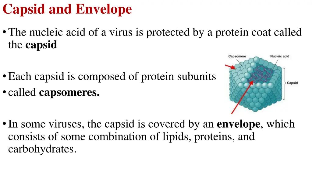 capsid and envelope