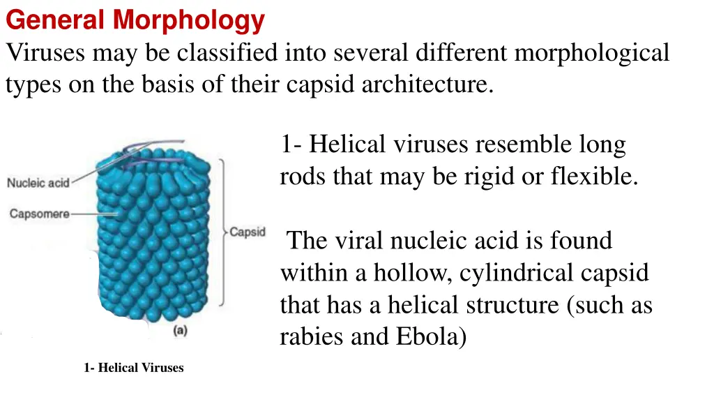 general morphology viruses may be classified into