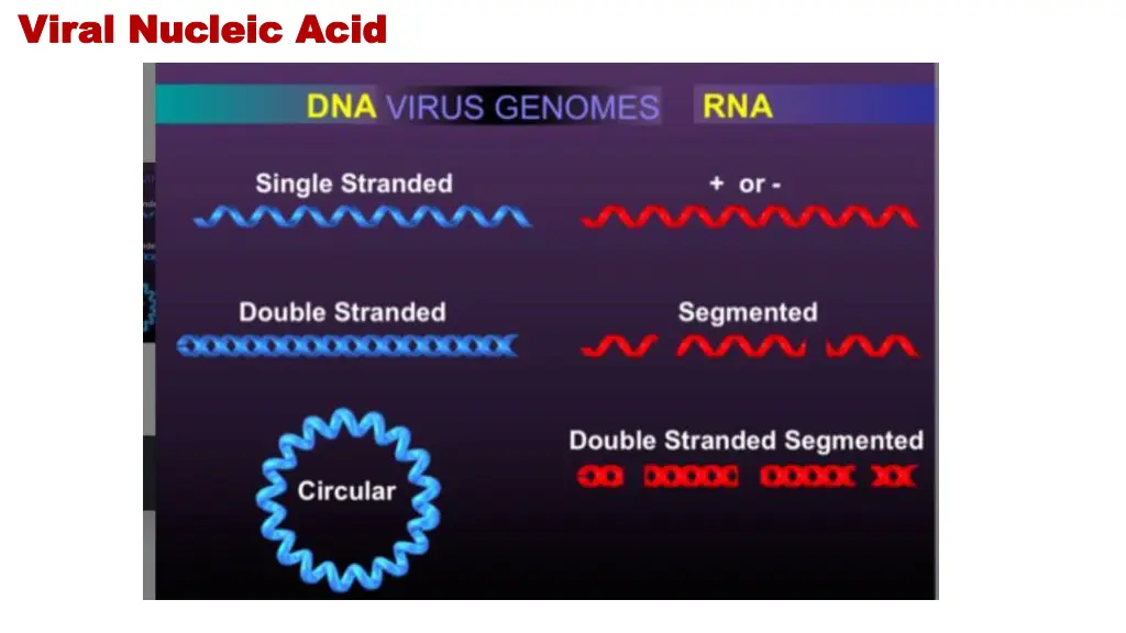 viral nucleic acid viral nucleic acid