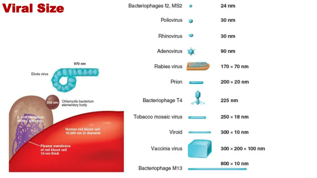 viral size viral size
