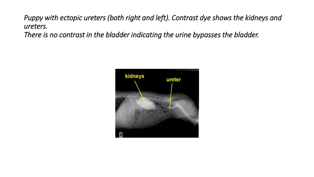 puppy with ectopic ureters both right and left