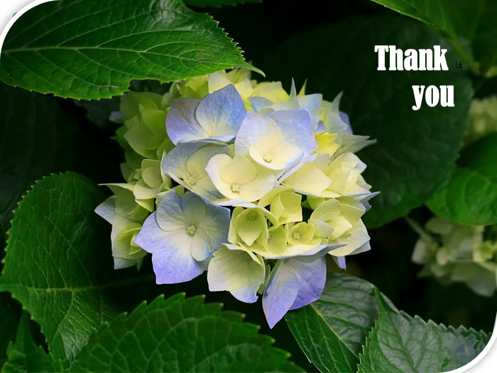 thank thank you you