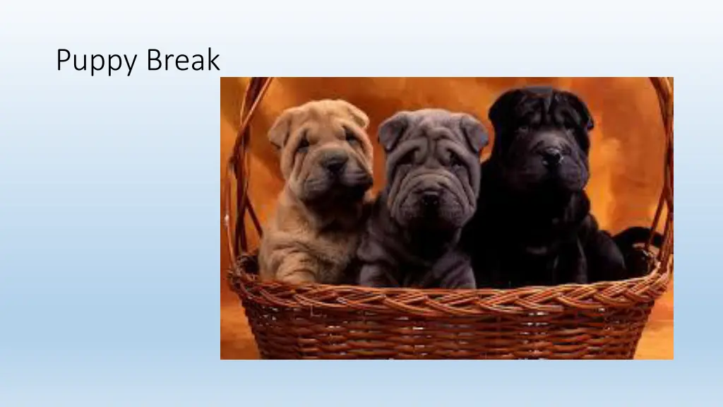 puppy break
