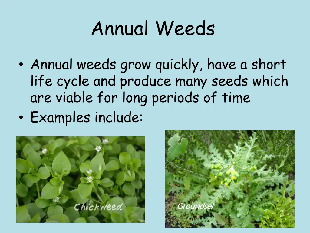 annual weeds