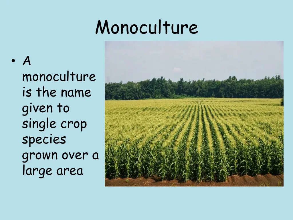 monoculture