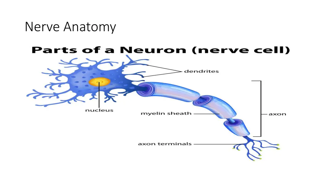 nerve anatomy
