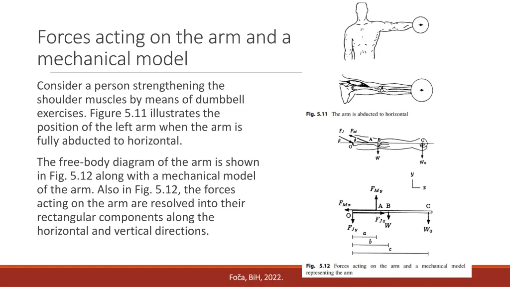 forces acting on the arm and a mechanical model