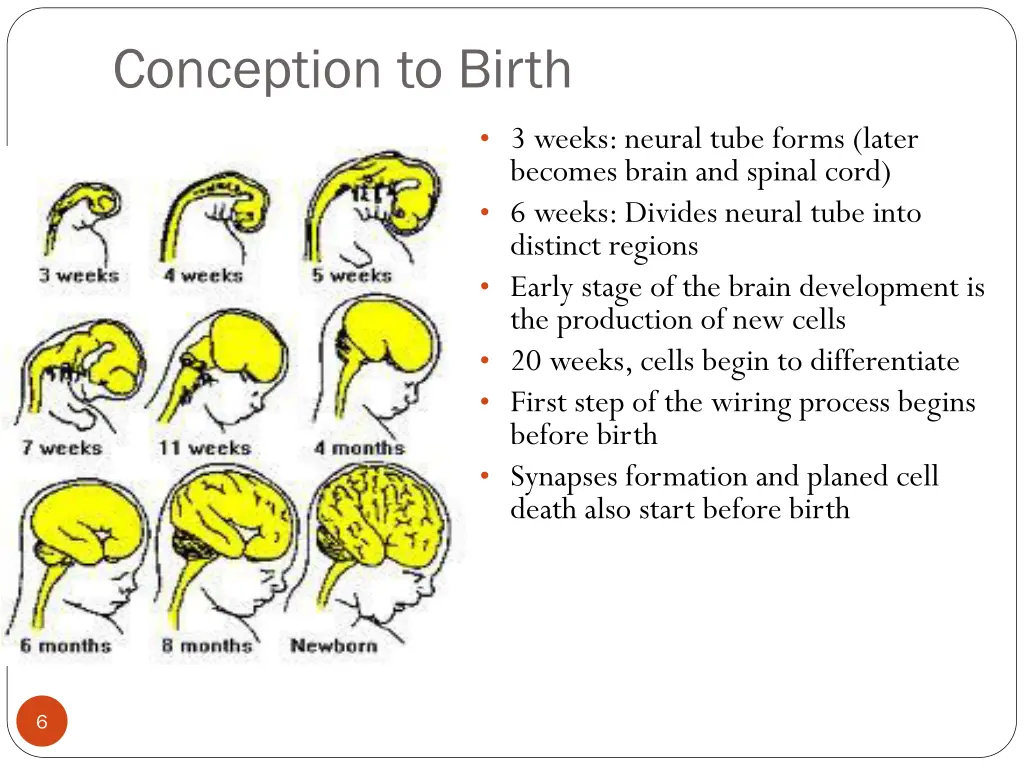 conception to birth