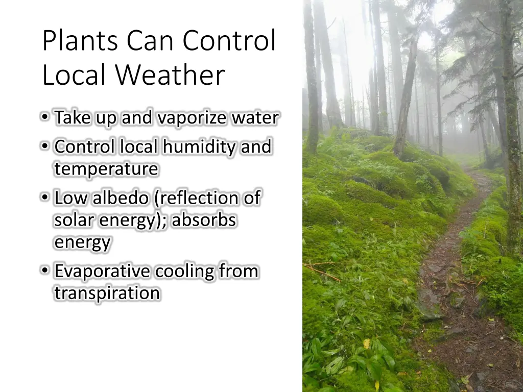 plants can control local weather