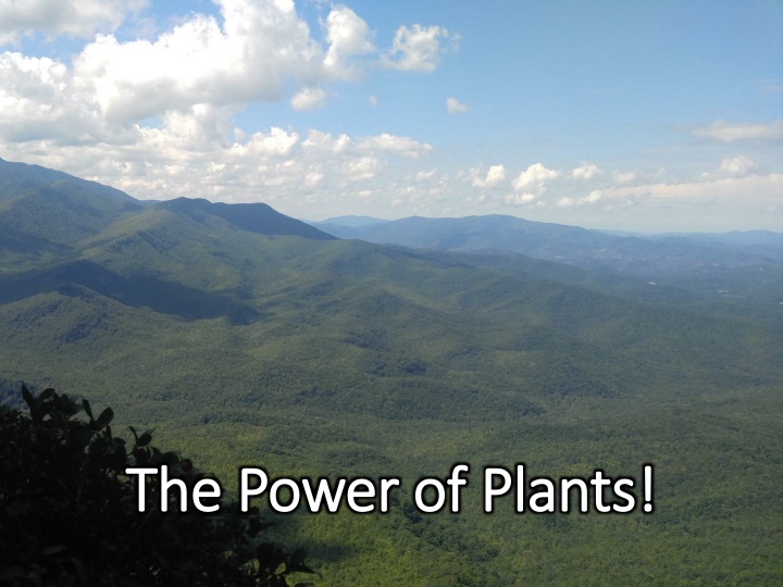 the power of plants the power of plants