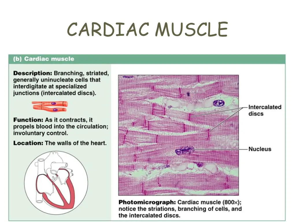 cardiac muscle