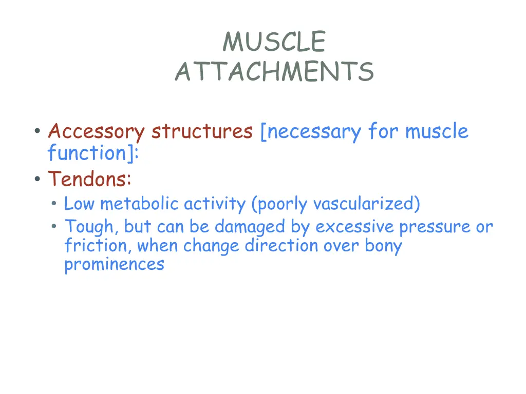 muscle attachments