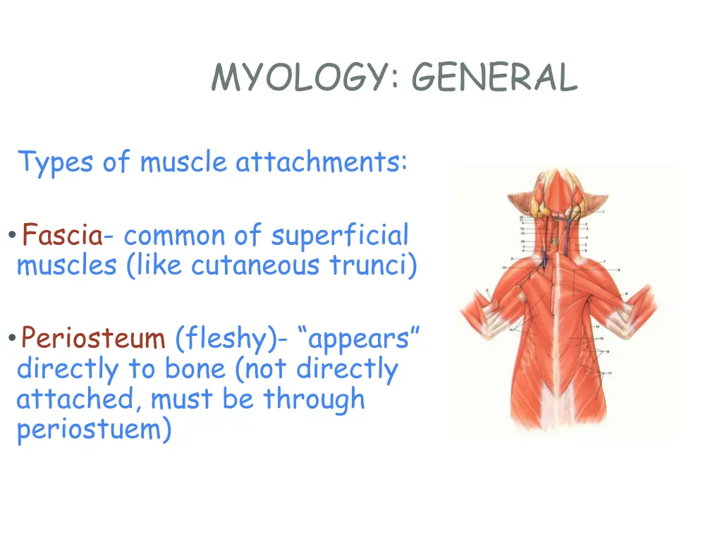 myology general 5