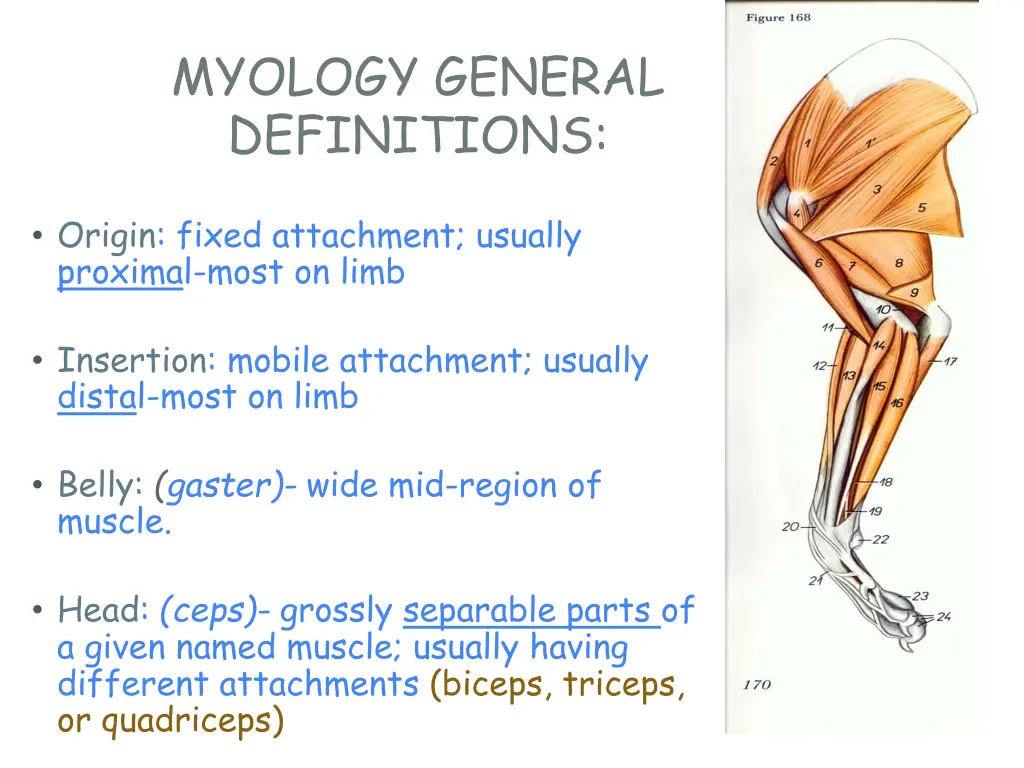 myology general definitions
